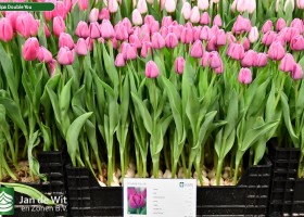 Tulipa Double You ® (1)